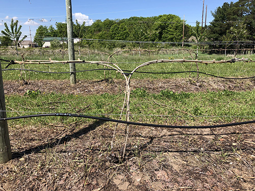 Fig 7_ May 23 2018_1 (post-bud break)